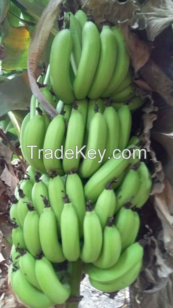 FRESH GREEN CAVENDISH BANANA