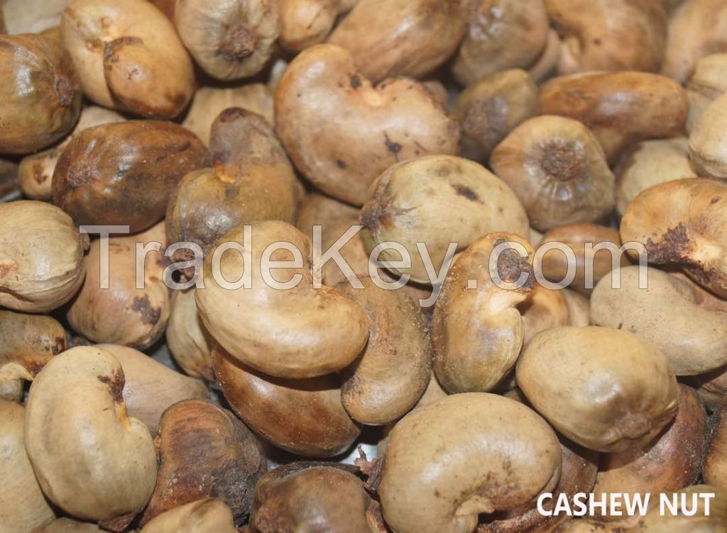 Cashew Nut