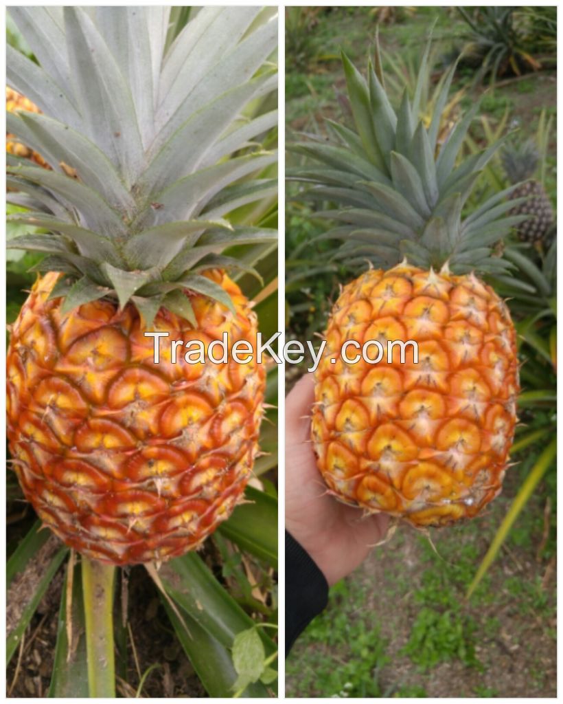 Big Honey Pinepple