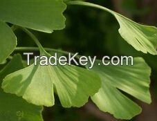 Ginkgo Biloba Extract  