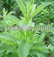 Stevia Leaf Extract 