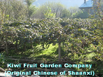 export  kiwi fruit, kiwi fruit from china, original chinese kiwi fruit