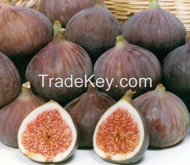 Fresh Figs