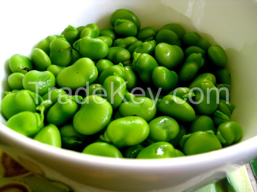 Frozen style Broad Bean A grade