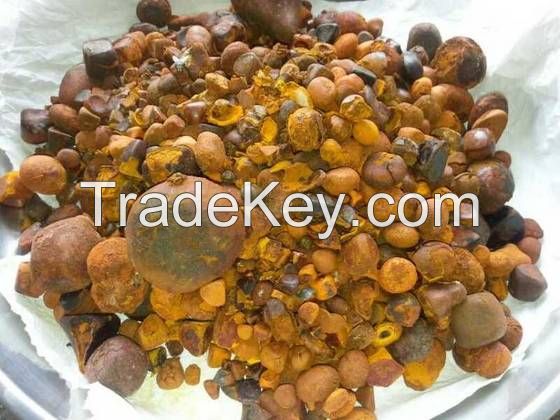 Cattle gallstones