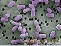 Lactic Acid Bacteria - Lactobacillus