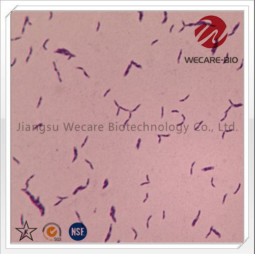 Bifidobacterium Breve Probiotics