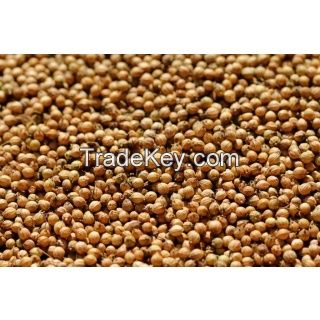 Coriander