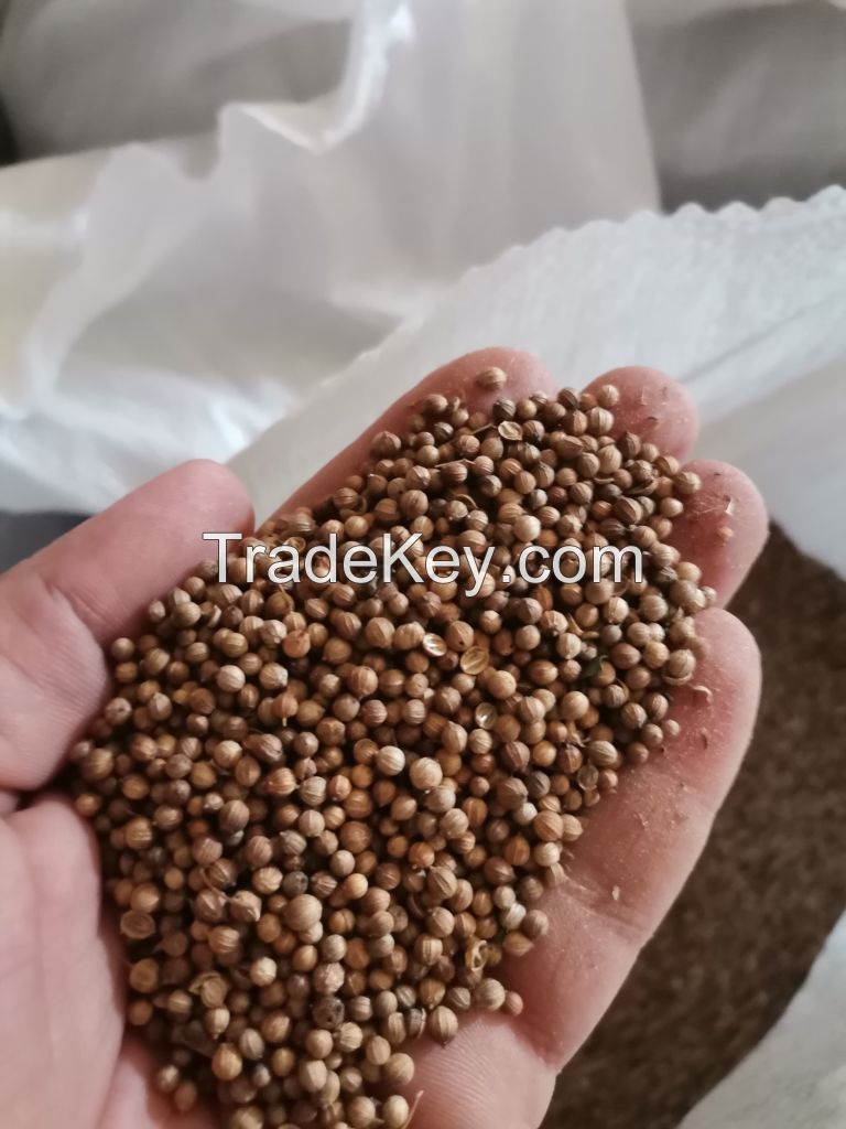 coriander seeds