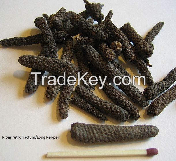 Long Pepper