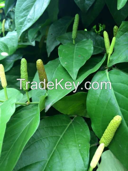 Long Pepper