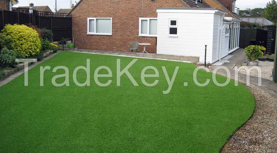 Arabica lawn grass