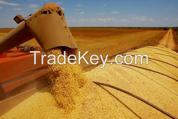 Brazilian Soybeans