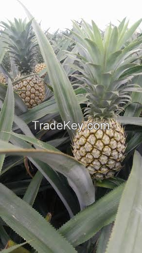 Fresh Pineapple