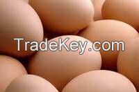 Best Quality Organic Fresh Chicken Table Eggs &amp; Fertilized Hatching Eggs At Affordable Prices