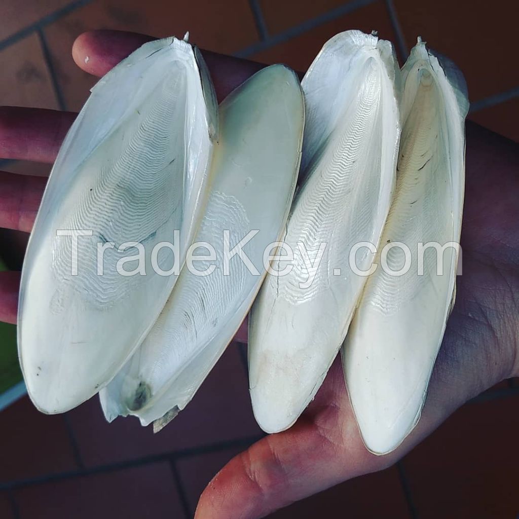 Dried Cuttlefish Bone