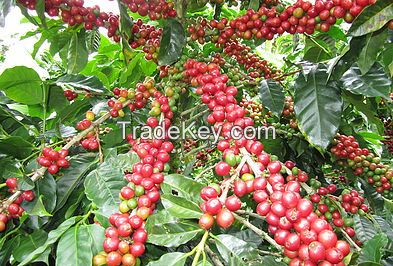 Jamaica blue mountain roasted coffee beans