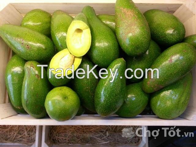 Fresh Avocados