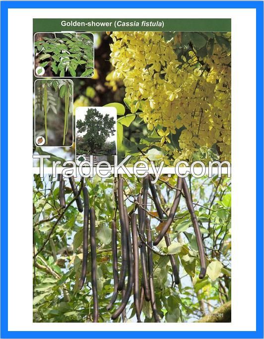 Cassia Fistula, Golden Shower Tree