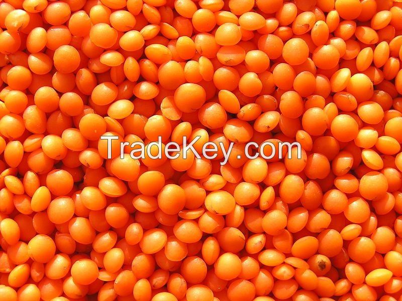 RED LENTILS