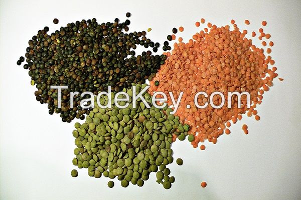 Lentil - Green and Red Lentils - Small and Large Shipments