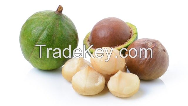 Raw Macadamia Nuts In 25kgs/bag, 50kgs/bag