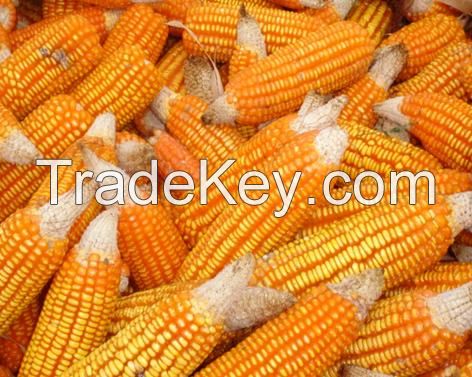 yellow corn/maize for animal- poultry- cattle feed