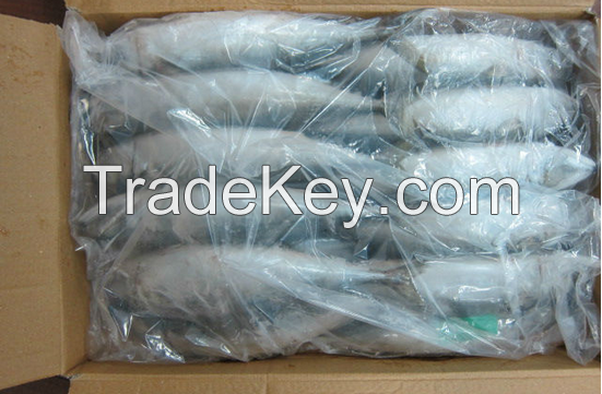 Frozen Atlantic Mackerel W/R from Morocco