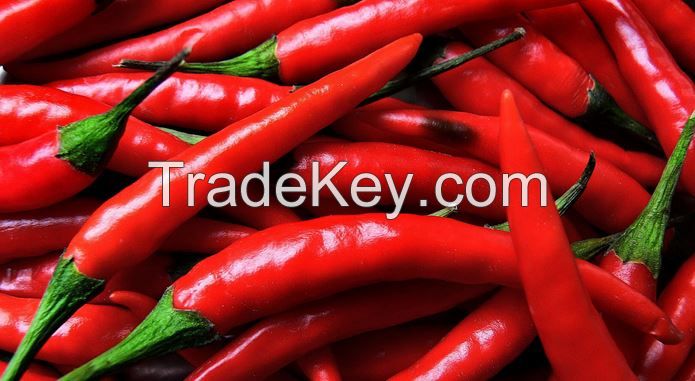 fresh hot Red Chilli cultivated in Nigeria