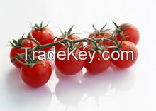 tomato paste in sachet bag 70g