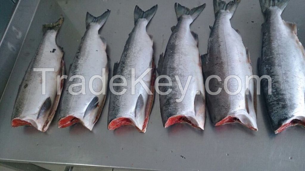 fish sockeye