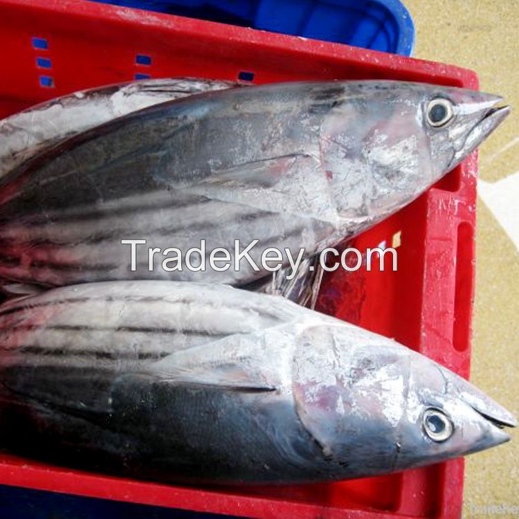 rozen fresh bluefin tuna fish