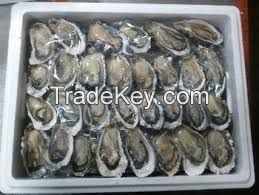 Frozen Abalone Shellfish, Frozen Oyster Shellfish, Fresh Shellfish