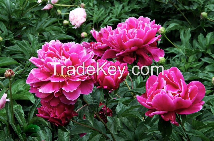 Pure paeonia lactiflora extract, natural white peony root extract,Paeonia Lactiflora Pall Extract