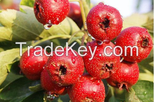 Pure Natural Hawthorn fruit Extract, Hawthorn Leaf , Flower Extract