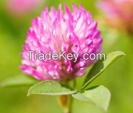 Red Clover Extract/Total Isoflavones/plant extract