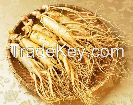 American Ginseng, Dried Ginseng, Red Ginseng Extract Ginsenosides