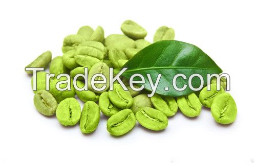 Green Coffee Bean Extract, 98%/50% Chlorogenic Acid