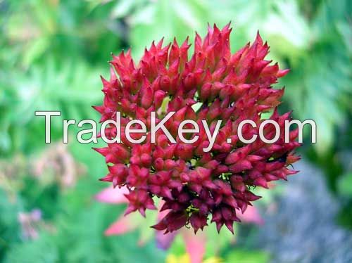 Rhodiola Rosea Extract