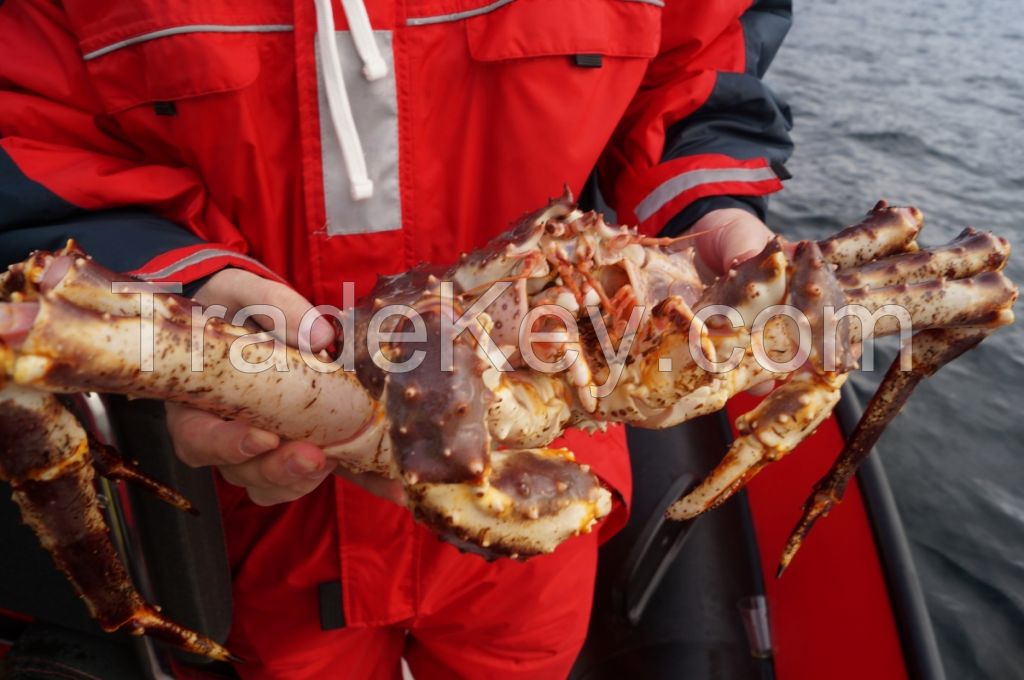 Live Red King Crab | King Crabs Seactions | Legs &amp;amp; Clustters