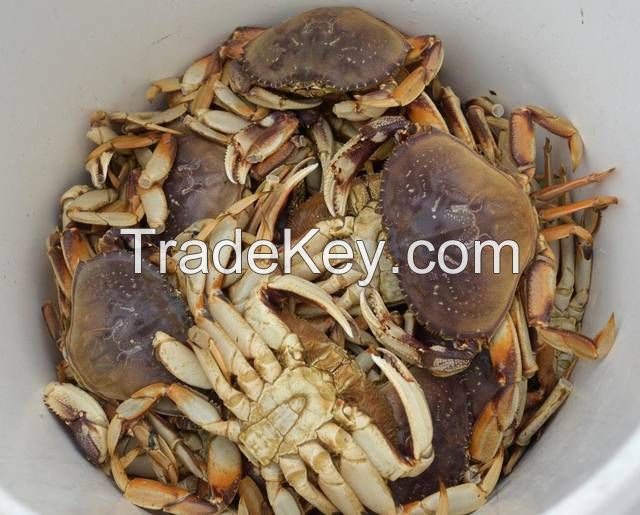 Live Dungeness Crab (Cancer Magister)