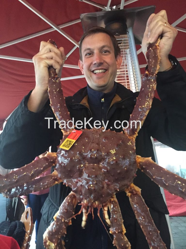 Live Red King Crab | King Crabs Seactions | Legs &amp; Clustters