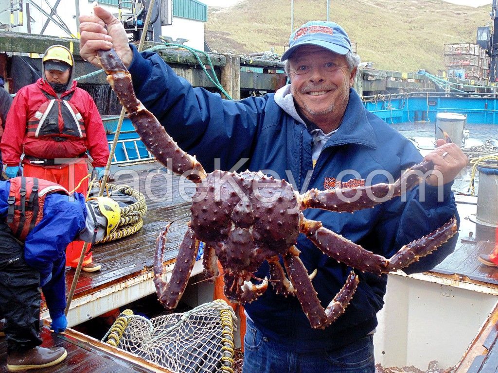 Live Red Norwegian King Crab