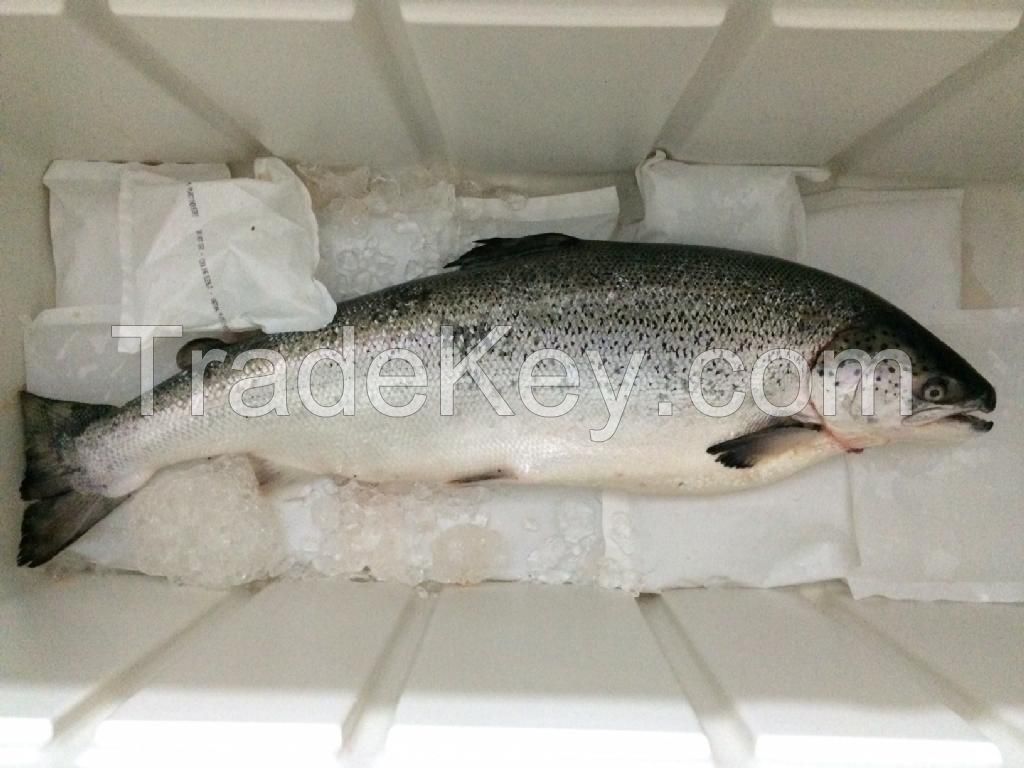 Fresh and Frozen Atlantic Salmon H/O Gutted | Norwegian Salmon.