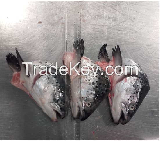 Frozen Salmon Head 450 gram + V-Cut