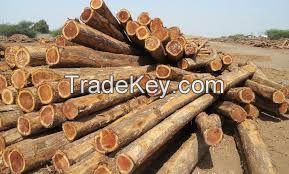 tropical timber logs Teak wood / Oak wood logs / Pine wood logs
