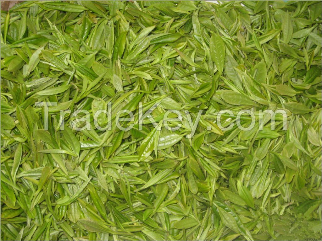 Rizhao Green Tea