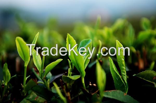 Rizhao green tea