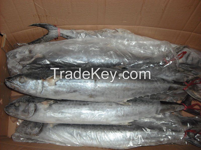 Sardine, Shrimp, Tilapia Fish (Frozen W/R), Stock Fish, Spanish Mackerel Fish