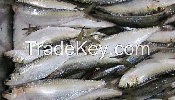  High quality fresh frozen fish salmon